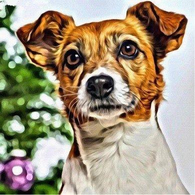 Jack Russell Terrier <br> 30 x 30cm Square Diamonds